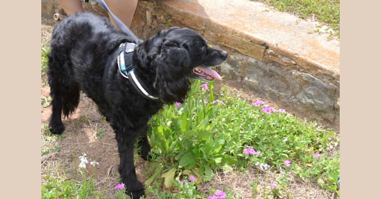 Trinity, an American Water Spaniel and Brittany mix tested with EmbarkVet.com