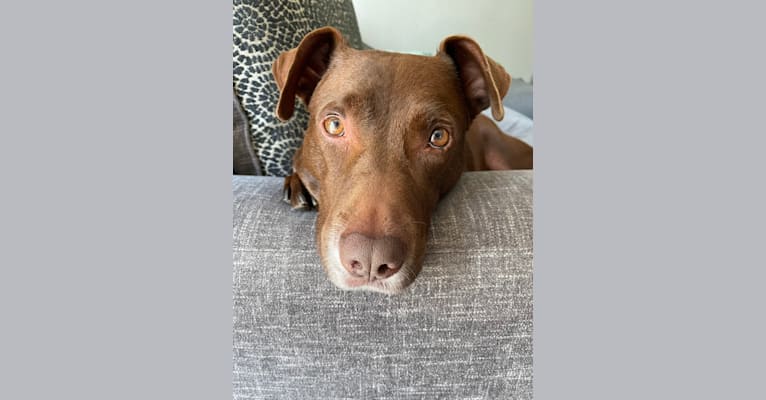 Tasha, a Labrador Retriever and American Pit Bull Terrier mix tested with EmbarkVet.com