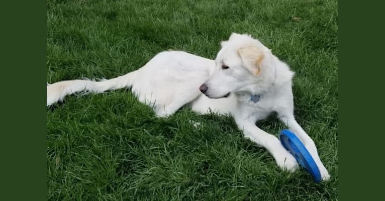 Sebastian, a Great Pyrenees and Great Dane mix tested with EmbarkVet.com