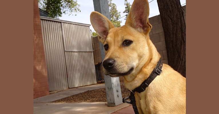 Bean, a Chow Chow and Chihuahua mix tested with EmbarkVet.com