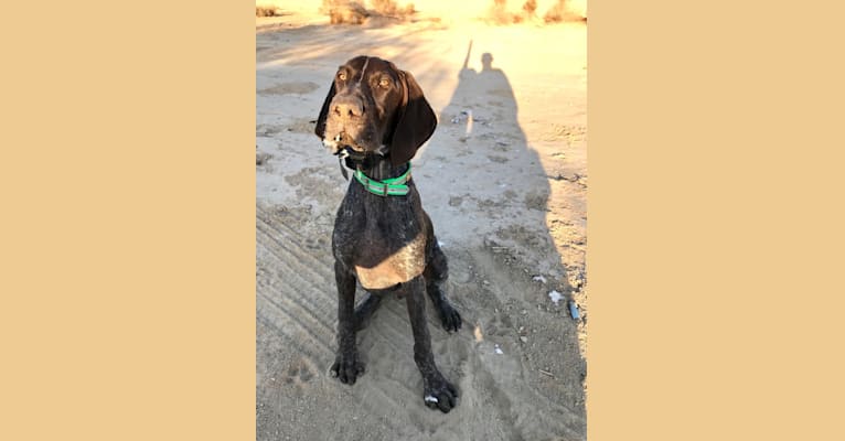 Otto, a German Shorthaired Pointer tested with EmbarkVet.com