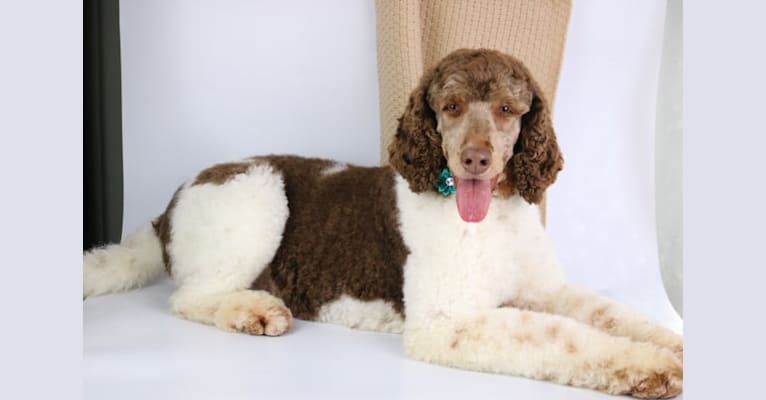 Duchess, a Poodle (Standard) tested with EmbarkVet.com