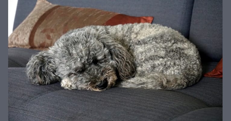 Photo of iLLY, a Poodle (Small), Chihuahua, Cocker Spaniel, and Shih Tzu mix in Stafford Township, New Jersey, USA