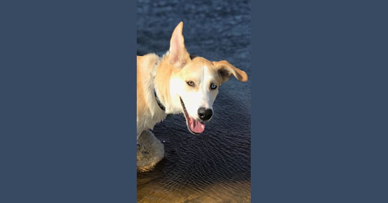 Skye, an American Foxhound and Alaskan Malamute mix tested with EmbarkVet.com