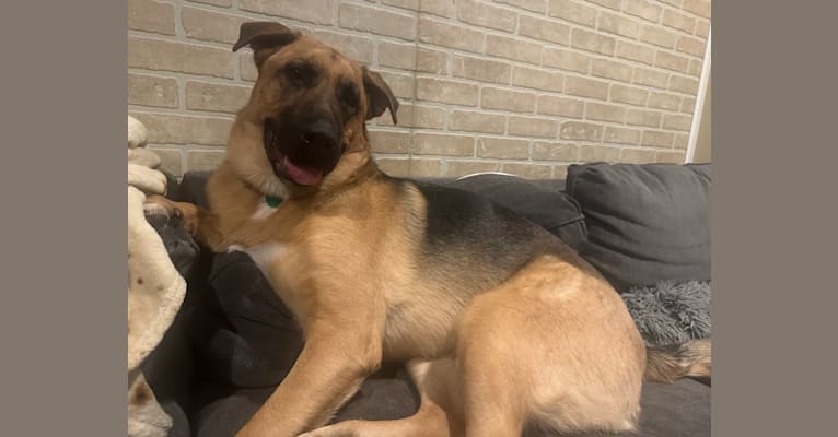 American bulldog shepherd mix clearance