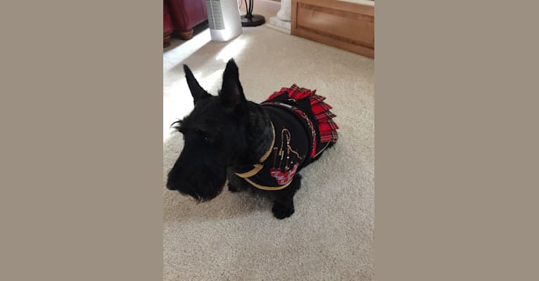 Photo of Stormy Weather, a Scottish Terrier  in Oak Harbor, OH, USA