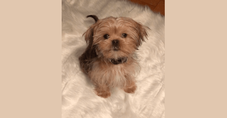 Samosa, a Shih Tzu and Yorkshire Terrier mix tested with EmbarkVet.com