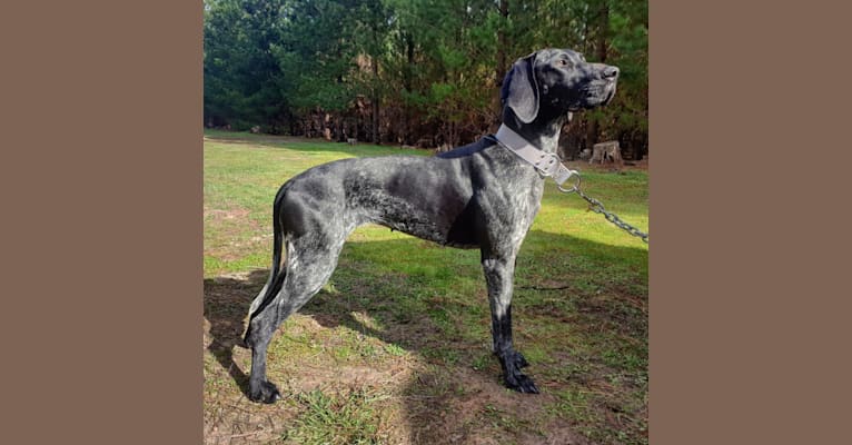 Photo of Pepper, a German Shorthaired Pointer  in Castlereagh NSW, Australia