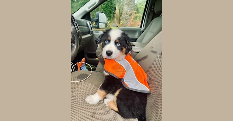 Photo of Oliver Webster, an Australian Shepherd Group  in Chilliwack, BC, Canada