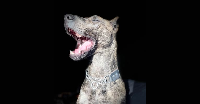 Ringo, a Formosan Mountain Dog tested with EmbarkVet.com