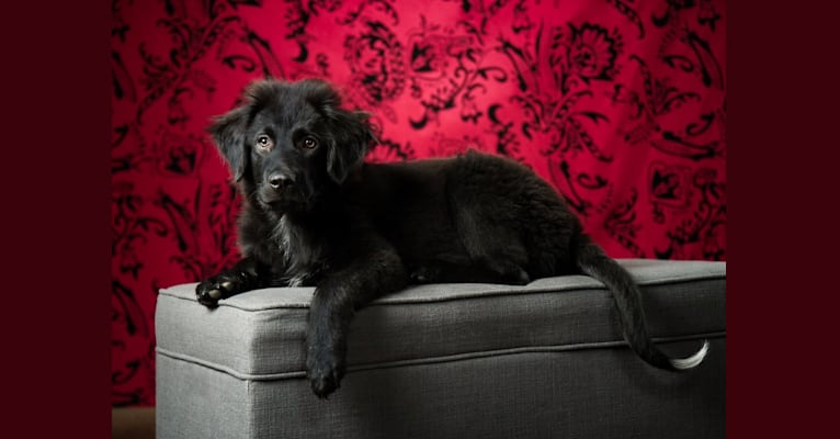 Cash, a Great Pyrenees and Australian Shepherd mix tested with EmbarkVet.com