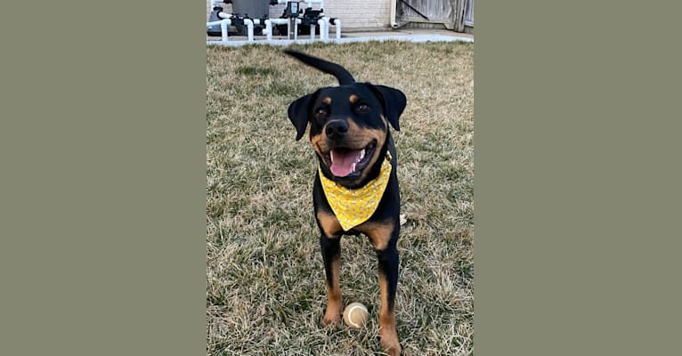 Photo of Lucy, a Rottweiler, Labrador Retriever, and American Staffordshire Terrier mix in Kinston, North Carolina, USA