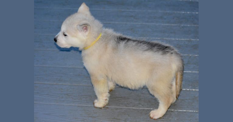 Poseidon, an Alaskan Malamute and German Shepherd Dog mix tested with EmbarkVet.com