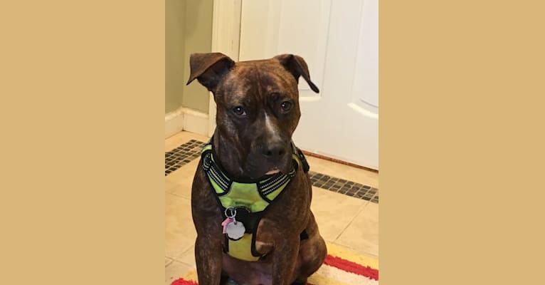 Photo of Dambe, an American Pit Bull Terrier and American Staffordshire Terrier mix in Hartford, Connecticut, USA
