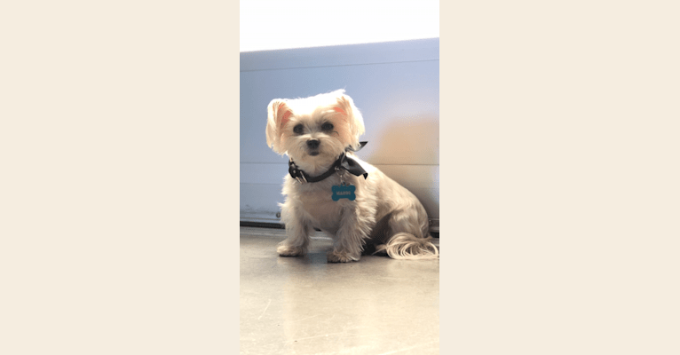 Mango, a Maltese and Yorkshire Terrier mix tested with EmbarkVet.com