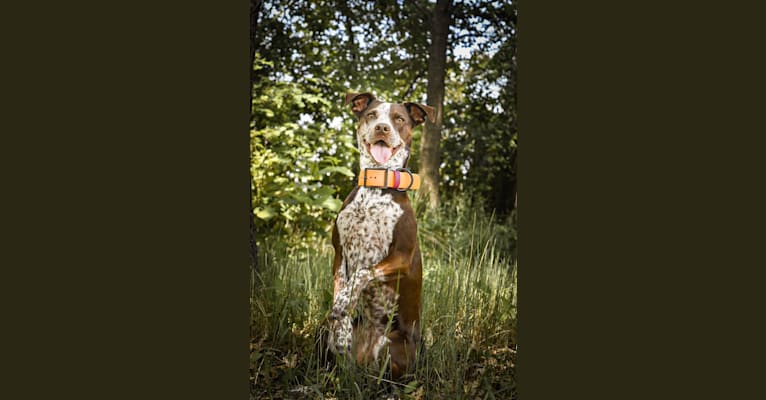 Kora, an Australian Cattle Dog and German Shorthaired Pointer mix tested with EmbarkVet.com