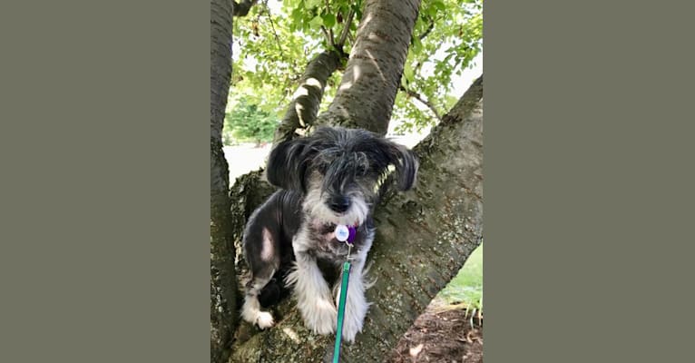 Cuddles, a Chinese Crested and Shih Tzu mix tested with EmbarkVet.com