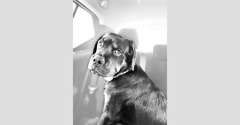 Photo of Chomp, a Rottweiler  in Loogootee, Indiana, USA