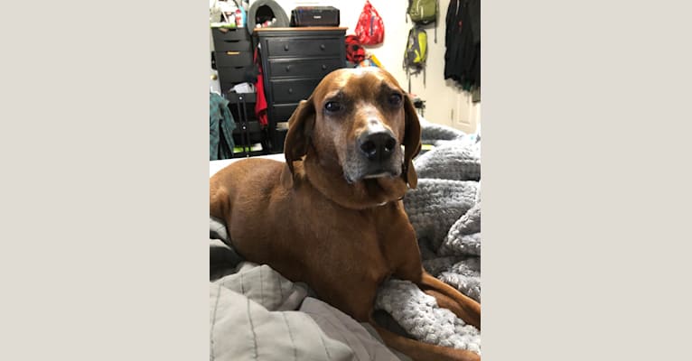 Haley, a Redbone Coonhound tested with EmbarkVet.com