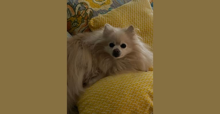 Nahla, a Pomeranian tested with EmbarkVet.com