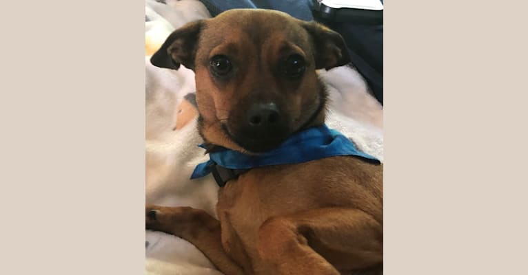 Marvin, a Chihuahua and Miniature Pinscher mix tested with EmbarkVet.com