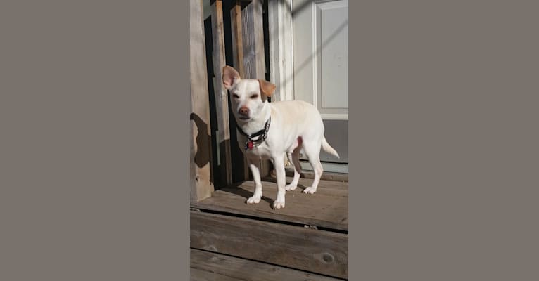 Photo of Mambo, a Chihuahua, Miniature Schnauzer, Miniature Pinscher, and Boston Terrier mix in Colorado, USA