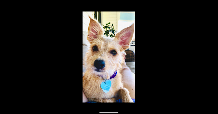 Willow, a Rat Terrier and Pomeranian mix tested with EmbarkVet.com