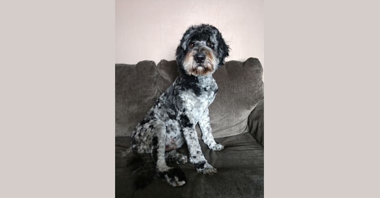 Oakely, a Labradoodle tested with EmbarkVet.com