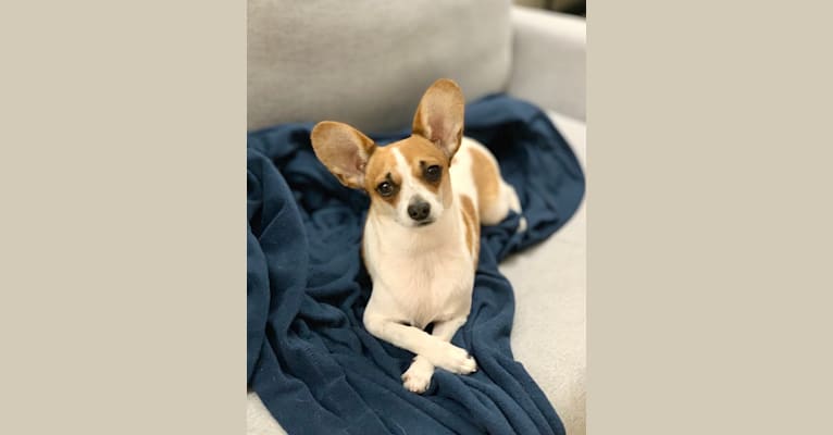 Po, a Chihuahua and Miniature Pinscher mix tested with EmbarkVet.com