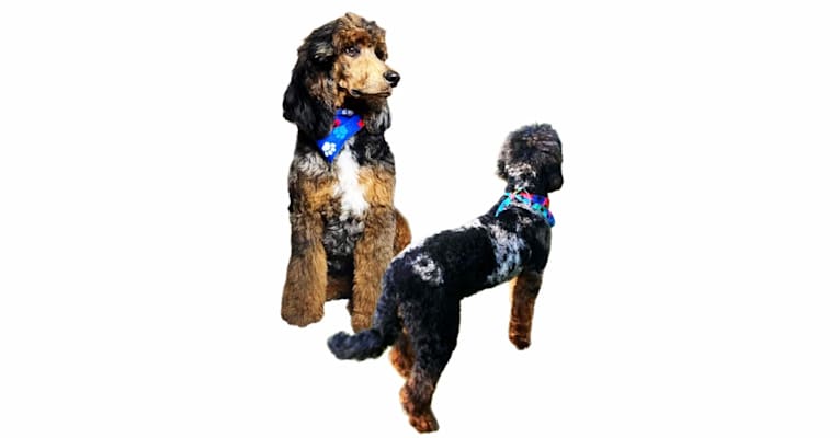 FAMOUS, a Poodle tested with EmbarkVet.com