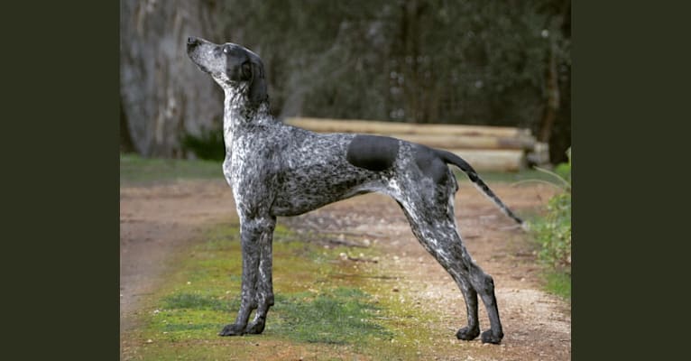 Skadi, a German Shorthaired Pointer and Alaskan-type Husky mix tested with EmbarkVet.com