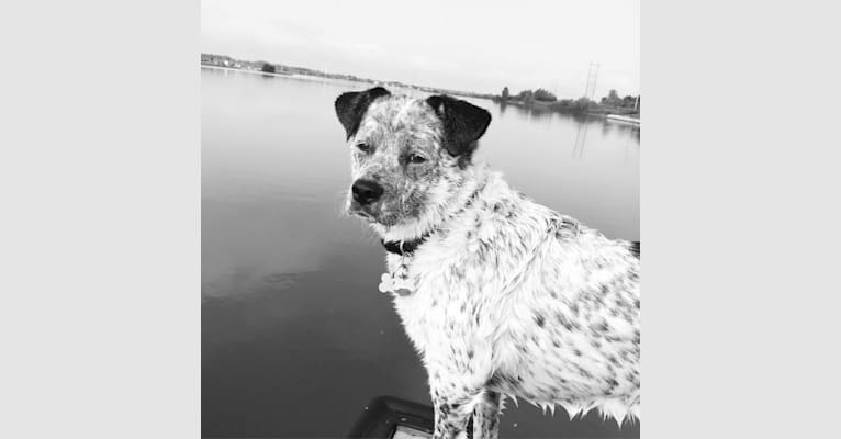 Remy, a Pug and Labrador Retriever mix tested with EmbarkVet.com