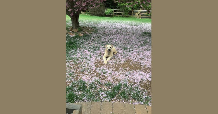 Photo of Desmond, a Soft Coated Wheaten Terrier  in 23 Misty Lane, Buffalo, MO, USA
