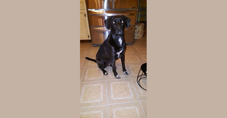 Emmylou, a Basset Hound and Labrador Retriever mix tested with EmbarkVet.com