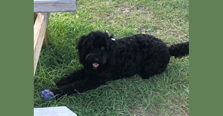 Photo of Sky, a Poodle (Standard), Dalmatian, and Poodle (Small) mix in Florida, USA