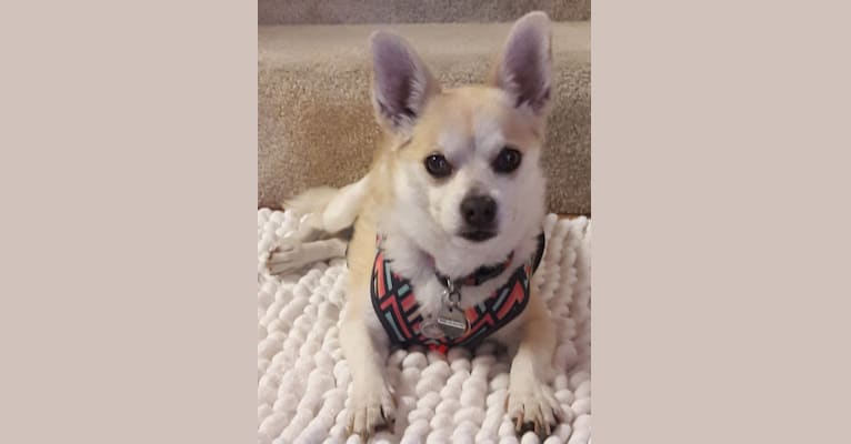 Minnie, a Pomeranian and Rat Terrier mix tested with EmbarkVet.com