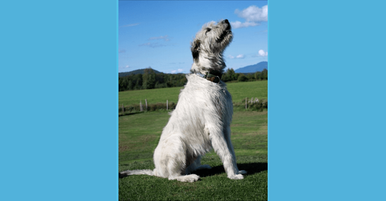 Photo of Augie, an Irish Wolfhound  in France