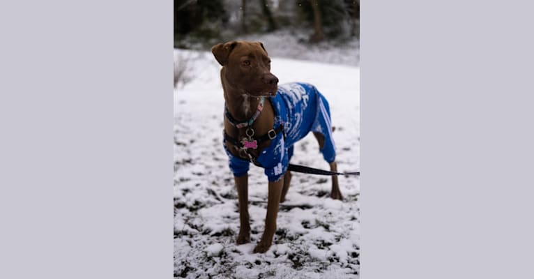 Bonnie, an American Pit Bull Terrier and Labrador Retriever mix tested with EmbarkVet.com