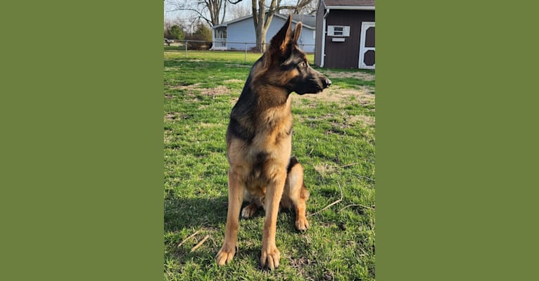 Banner, a German Shepherd Dog tested with EmbarkVet.com
