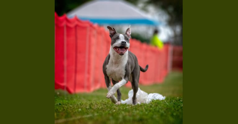 Photo of Piper Riley, an American Pit Bull Terrier and American Staffordshire Terrier mix in Lawrenceville, Georgia, USA