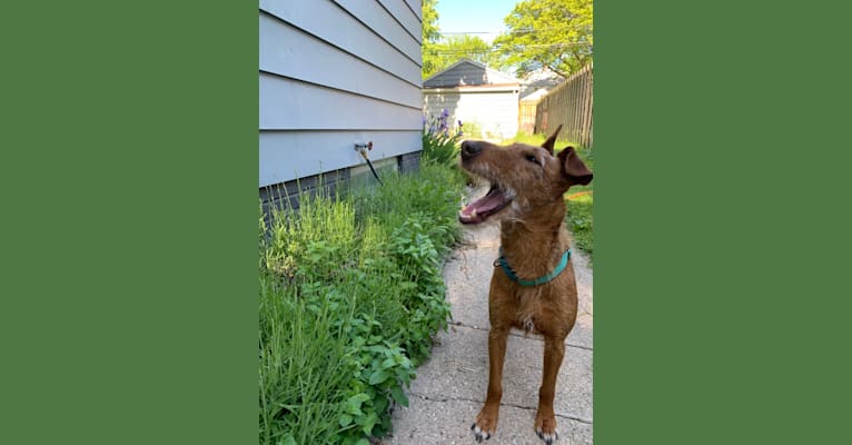 Photo of Keeva, an Irish Terrier  in Minnesota, USA