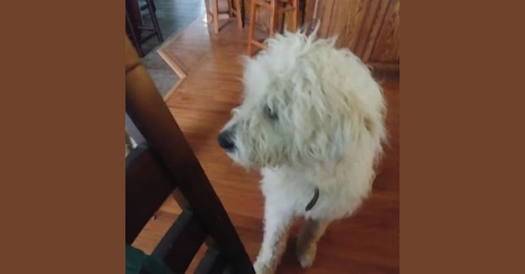 Rooster, a Great Pyrenees and Komondor mix tested with EmbarkVet.com