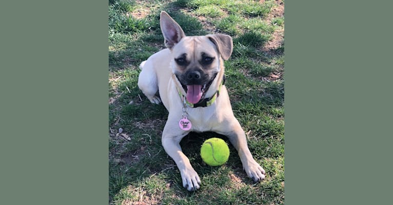 Chablis St. Aldrin, a Pug and American Pit Bull Terrier mix tested with EmbarkVet.com