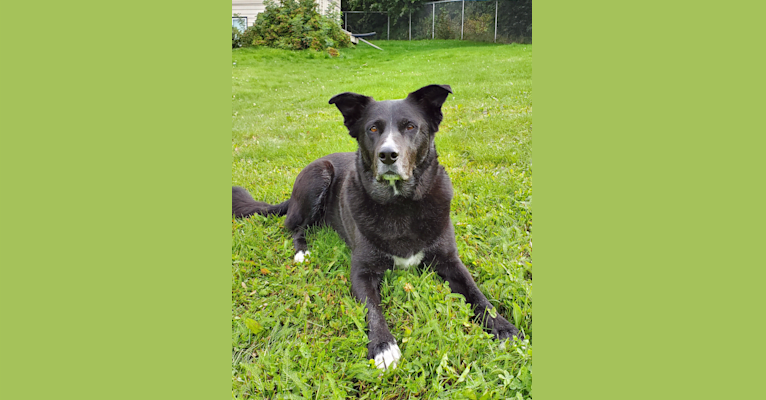 Sox, a Border Collie and Akita mix tested with EmbarkVet.com