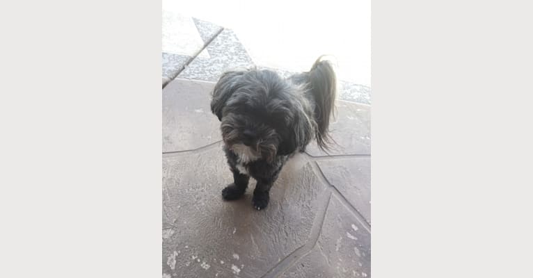 Photo of Bobbie, a Shih Tzu, Chihuahua, and Mixed mix in Los Angeles, California, USA