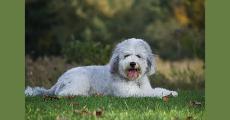 Photo of Riley, a Sheepadoodle  in Wingham, ON, Canada