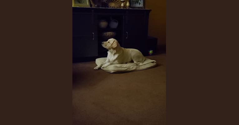 Solara, a Labrador Retriever tested with EmbarkVet.com