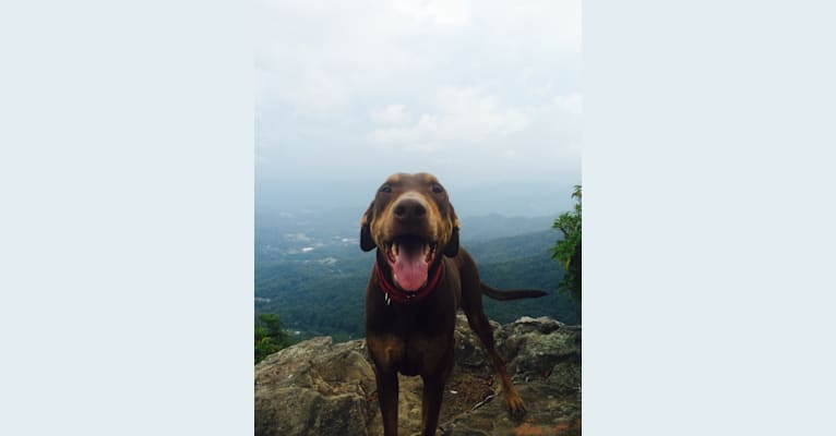 Bruno, a Doberman Pinscher and Staffordshire Terrier mix tested with EmbarkVet.com