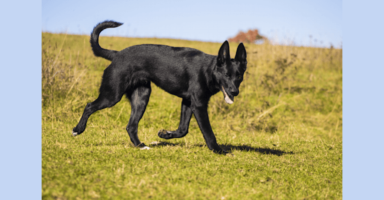 Lobo, a German Shepherd Dog and Siberian Husky mix tested with EmbarkVet.com