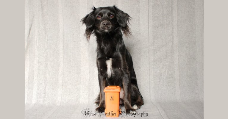 Keezzy, a Chinese Crested and Poodle (Small) mix tested with EmbarkVet.com